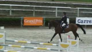 Quaprice For Ever- jumping stallion  (SF) by Quidam de Revel