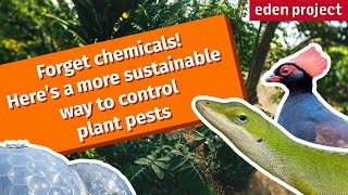 Using Animals and Insects to Control Plant Pests at Eden Project