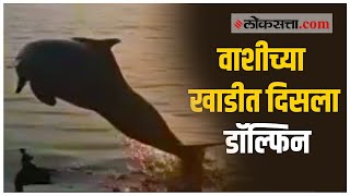 वाशीच्या खाडीत डॉल्फिन; बघ्यांनी केली गर्दी | Dolphin spotted in Vashi Creek