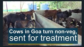 Cows in Goa turn non-veg, sent for treatment