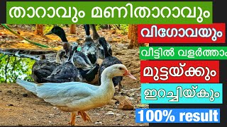 വീട്ടിൽ താറാവും മണിതാറാവും വിഗോവയും വളർത്താം 🦆🦆🐥#youtubefeed #duck