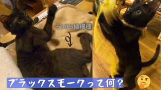 黒猫？ブラックスモークの子猫の結ちゃんヤンチャでもすぐに飽きて塩対応（保護猫カフェ森のねこ舎）Difference between black cat and black smoked cat