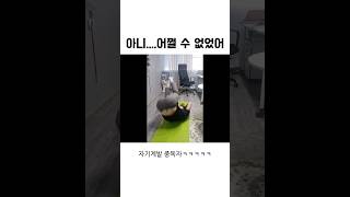 아니 진짜 어쩔 수 없었다니까ㅋㅋㅋㅋ #패러디