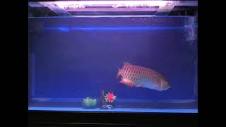 Gold Guard V shape Red LED light Review on HighBack RTG Arowana