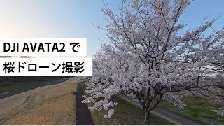 DJI_AVATA2｜マイクロドローンで桜撮影