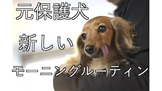 【犬の猫パンチ】早朝から激しい要求をしてくる犬【カニンヘンダックスえびすの日常】