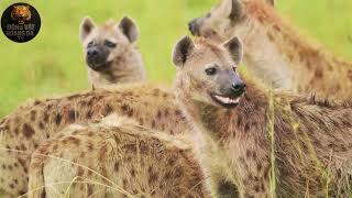 The Power of Hyenas on the Steppe - Animal World