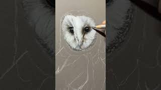 Barn Owl in coloured pencil progress