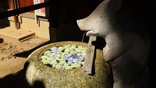 あじさい花手水　護王神社