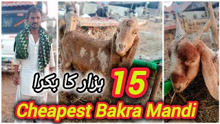 Cheapest Bakra Mandi 🔥 15 Hazer Ka Bakra || Latest Update || #foryou #bakramandi #zamzamcattleat