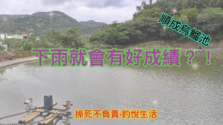 雨天會有好成績?(操死不負責)#順成烏鰡#職業池#釣悅生活#龜山