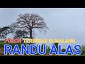 POHON RANDU ALAS TERBESAR DI MALANG || JURAGAN33 #randualas