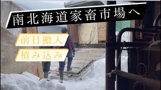 【前日搬入】２月南北海道家畜市場へ……冬場は前日搬入。牛大好き株式会社ファームスズキ【なおちゃんねる】