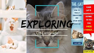 Succeed With LANGUAGE CATS In 24 Hours #Shorts
