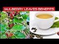 Mulberry leaves benefits | How to make mulberry leaf tea |  Mulberry leaf tea