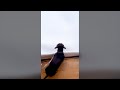 Dog Falls into the Snow - Funny Dog Videos 🐾