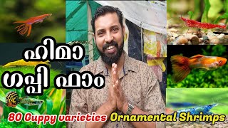 Hima Guppy farm Kozhikode visit Malayalam|guppy farm in kerala