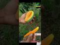 মিষ্টি আম আম্রপালির বৈশিষ্ট্য || #আম #mango #shortvideo #কৃষি #কৃষক #রাজশাহীর_আম