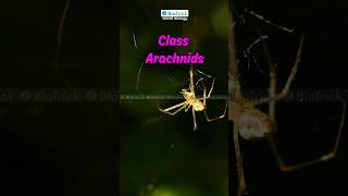 Classification | Class Arachnids |  IGCSE Biology 0610 O Level A Level |  | Arthropods #igcsebiology