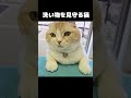 洗い物を見守る猫... cat