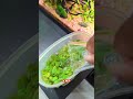 SIMPLE TRICK: Aquarium Duckweed Removal 🌿#shorts