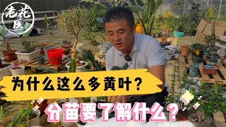 为什么这么多黄叶？分苗要了解什么？养花巧妙小知识！