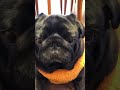 黄色い服が似合う黒パグ a black pug that looks good in yellow clothes