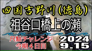 アユの友釣り 四国吉野川(徳島県) 祖谷口橋上の瀬 2024.9.15