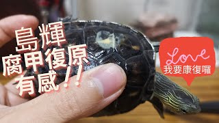 鹽巴養龜日記-島輝腐甲恢復有感紀錄實況  Turtle Disease Treatment