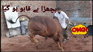 Bachray ny to Akheer kardi | Heavyweight Bachra | Qurbani lovers Pakistan