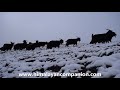 himalayan goats हिमाली च्याङ्ग्राहरु