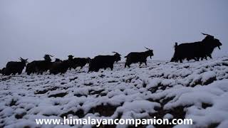 HIMALAYAN GOATS || हिमाली च्याङ्ग्राहरु||