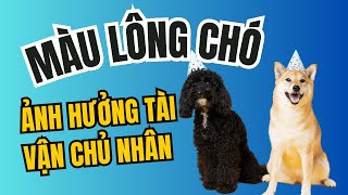 Nuôi chó phong thủy màu lông ảnh hưởng tài vận chủ nhân