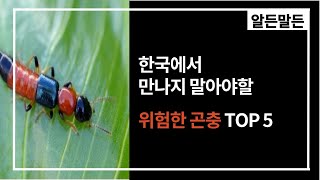 한국에서 만나면 위험한 곤충 TOP 5