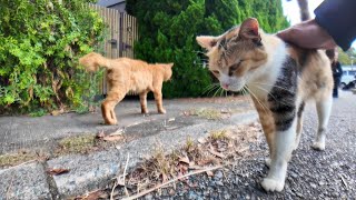 パーキングにバイクを停めると猫がいたのでナデナデしてきた