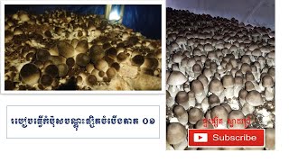 mushroom/របៀបធ្វើកំប៉ុសដើម្បីយកមកបណ្តុះផ្សិតចំបើង  part 01