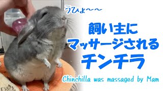 【チンチラ】飼い主にマッサージされるチンチラが可愛すぎる！！Chinchilla was massaged by Mam