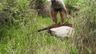 Monster Sable hunt with Gotsoma Safaris  Hunting Sable in South Africa  Monster Sable hunt