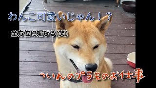 うちのわんこを紹介するよん♪