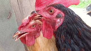 Heart-pumping Rooster Rumble: Emotional Cockfight Captured on Camera