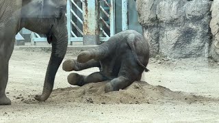 うんしょ～どっこいしょ～うーん。。起きあがれないゾウ🐘　2022年7月12日 上野動物園　ゾウの住む森