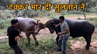 Sultan Ne Takkar Maari 😯😯 || @Bull.Rider-Vlogs