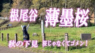 春の渋滞回避！秋に根尾谷薄墨桜を探訪・人ごみを避けて下見行ってきました