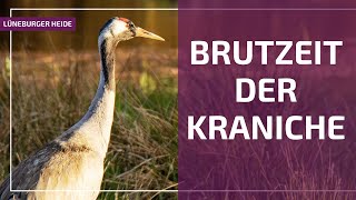 Kraniche in der Lüneburger Heide