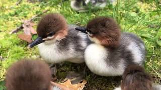 Endangered Scaly-sided Merganser Ducklings