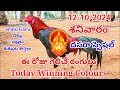 12 October 2024 Today Winning Colours#kukkutasastram  @SrinuGariFarms   @SrinuGaruSGF