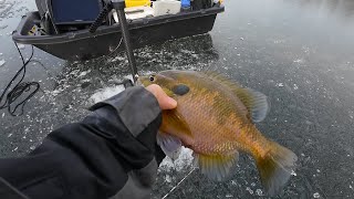 Ice Fishing a New Lake for Thicc Bluegills