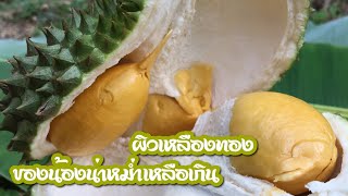 ทุเรียนพวงมณี  ลองชิมครั้งแรกปอกเองง่ายๆ  หอม หวาน มัน อร่อยมากๆ  |  ภูสมุทร