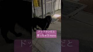 黒髪美女も勘違いするのです　#shorts #フラットコーテッドレトリバー #dog #flatcoatedretriever #大型犬 #cute #犬