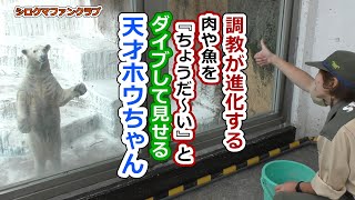 調教が進化する💗肉や魚を『ちょうだ～い』とダイブしてみせる天才ホウちゃん【天王寺動物園】